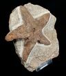 True Starfish Stenaster - Morocco #4080-1